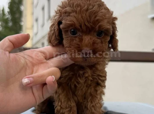 Minicik Sevgi Dolu Toy Poodle Yavrular görsel