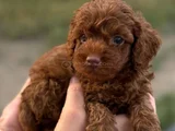 Minicik Sevgi Dolu Toy Poodle Yavrular