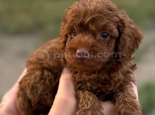 Minicik Sevgi Dolu Toy Poodle Yavrular görsel