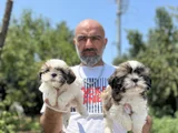 Shihtzu Yavru En Uygun En Özel Yavrular Bizde