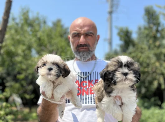 Shihtzu Yavru En Uygun En Özel Yavrular Bizde görsel