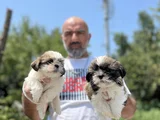 Shihtzu Yavru En Uygun En Özel Yavrular Bizde