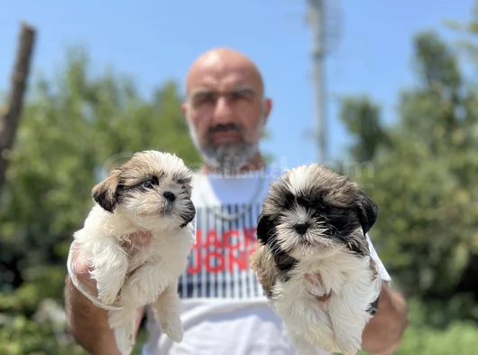 Shihtzu Yavru En Uygun En Özel Yavrular Bizde görsel