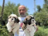 Shihtzu Yavru En Uygun En Özel Yavrular Bizde