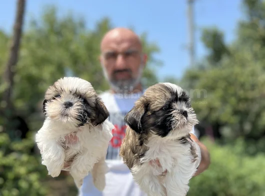 Shihtzu Yavru En Uygun En Özel Yavrular Bizde görsel