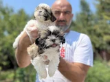 Shihtzu Yavru En Uygun En Özel Yavrular Bizde