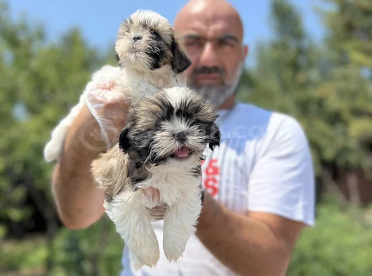 Shihtzu Yavru En Uygun En Özel Yavrular Bizde görsel