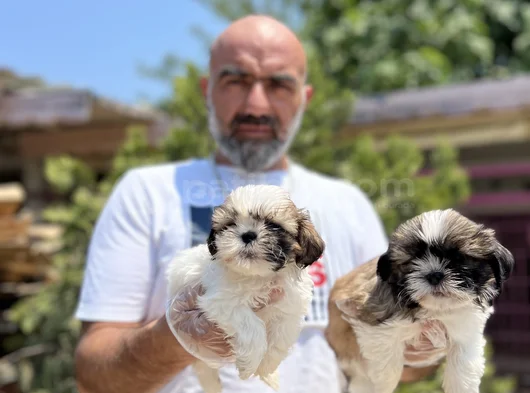 Shihtzu Yavru En Uygun En Özel Yavrular Bizde görsel
