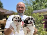 Shihtzu yavru en uygun en özel yavrular bizde