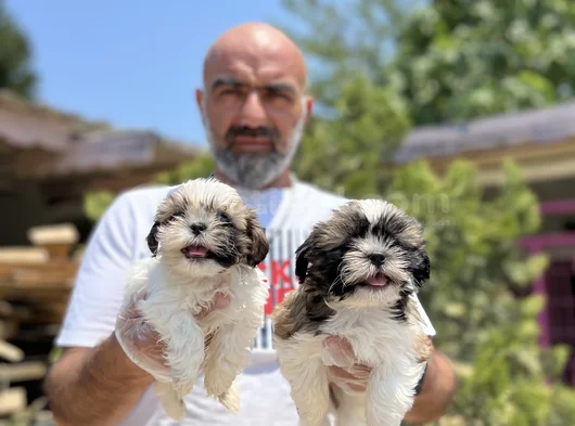 Shihtzu Yavru En Uygun En Özel Yavrular Bizde
