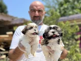 Shihtzu Yavru En Uygun En Özel Yavrular Bizde