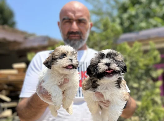 Shihtzu Yavru En Uygun En Özel Yavrular Bizde görsel