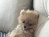 3 aylık dişi pomeranian