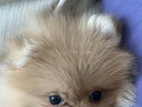 3 Aylık Dişi Pomeranian