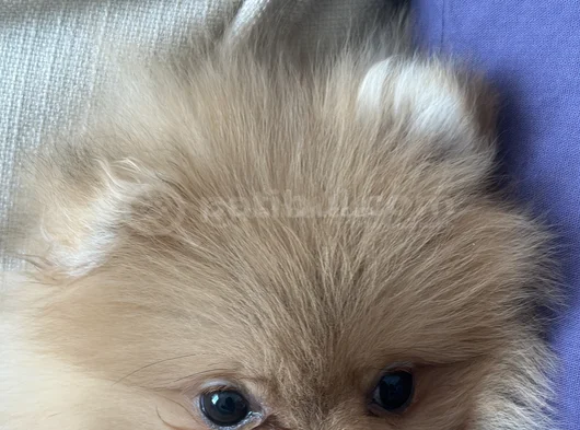 3 Aylık Dişi Pomeranian görsel