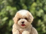 GERÇEK KORE KAN MİNİ MALTİPOO BEBEKLER