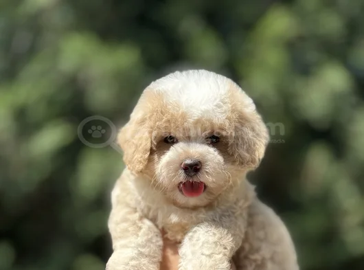 Gerçek Kore Kan Mi̇ni̇ Malti̇poo Bebekler görsel