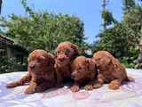Safkan Red Brown Poodle Yavrular En Özeli En Uygunu