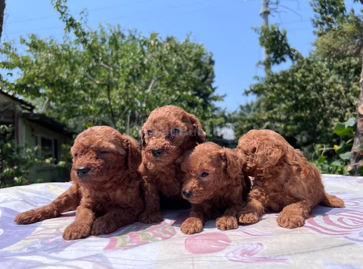 Safkan Red Brown Poodle Yavrular En Özeli En Uygunu görsel