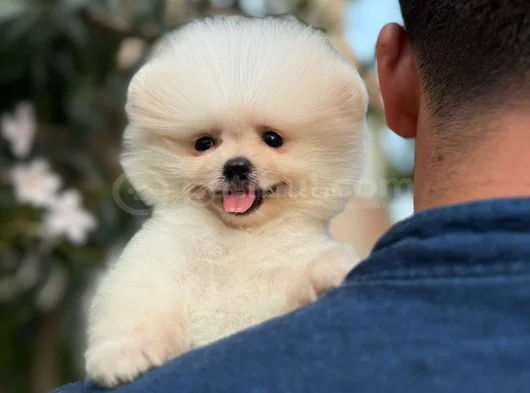 Pamuk Gi̇bi̇ Pomeranian Yavrular görsel