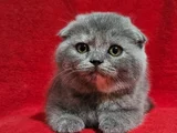 Uygun koca kafa scottish Fold Yavru