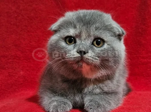 Uygun Koca Kafa Scottish Fold Yavru