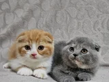 Koca Kafalı Sıfır Kulak Scottish Fold Yavru Istanbul