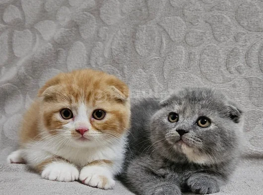 Koca Kafalı Sıfır Kulak Scottish Fold Yavru Istanbul görsel
