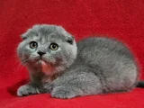 Uygun Koca Kafa Scottish Fold Yavru