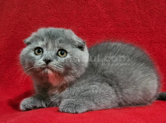 Uygun Koca Kafa Scottish Fold Yavru görsel
