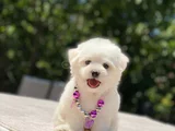 Kucak Deli̇si̇ Maltese Bebekler