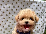 Hem Sevimli Hem Sağlıklı Dizayn Irk Maltipoo