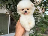 Pamuk Gi̇bi̇ Pomeranian Yavrular