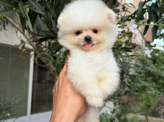 Pamuk Gi̇bi̇ Pomeranian Yavrular görsel