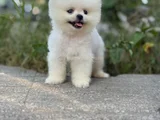Pamuk Gi̇bi̇ Pomeranian Yavrular