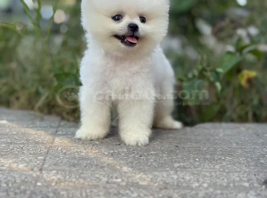 Pamuk Gi̇bi̇ Pomeranian Yavrular görsel