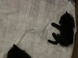 2 yavru kedi