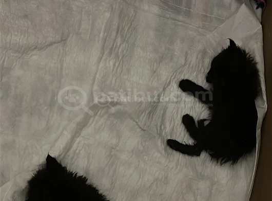 2 Yavru Kedi
