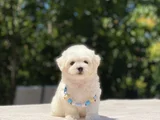 Kucak Deli̇si̇ Maltese Bebekler