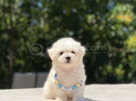 Kucak Deli̇si̇ Maltese Bebekler görsel