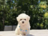 KUCAK DELİSİ MALTESE BEBEKLER