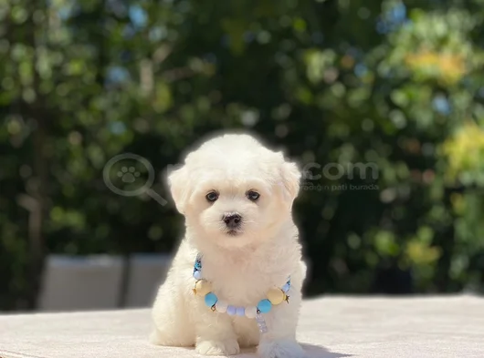 Kucak Deli̇si̇ Maltese Bebekler