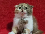 Uygun Koca Kafa Scottish Fold Yavru