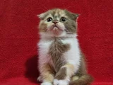 Uygun Koca Kafa Scottish Fold Yavru