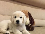 KOCA KAFA BABY FACE GOLDEN BEBEKLER