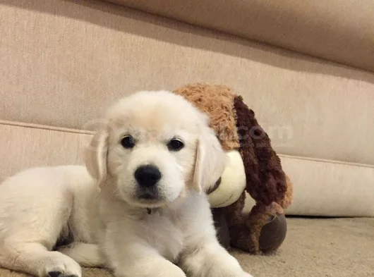 KOCA KAFA BABY FACE GOLDEN BEBEKLER
