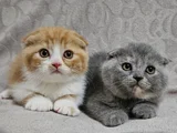Koca kafalı sıfır kulak scottish fold yavru istanbul