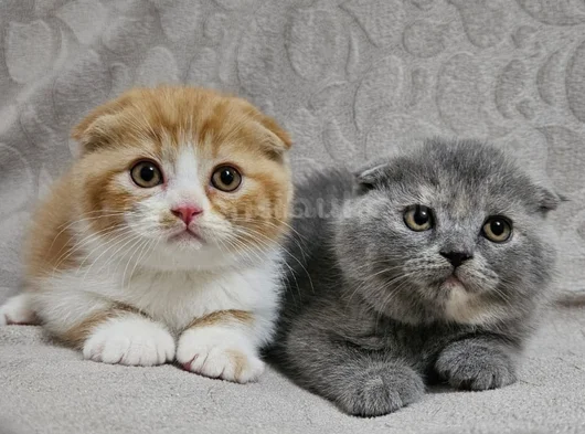 Koca Kafalı Sıfır Kulak Scottish Fold Yavru Istanbul