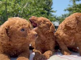 Safkan Red Brown Poodle Yavrular En Özeli En Uygunu