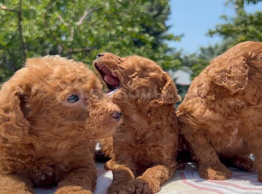 Safkan Red Brown Poodle Yavrular En Özeli En Uygunu görsel